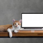 cat sitting with blank laptop on wooden table isolated on white
